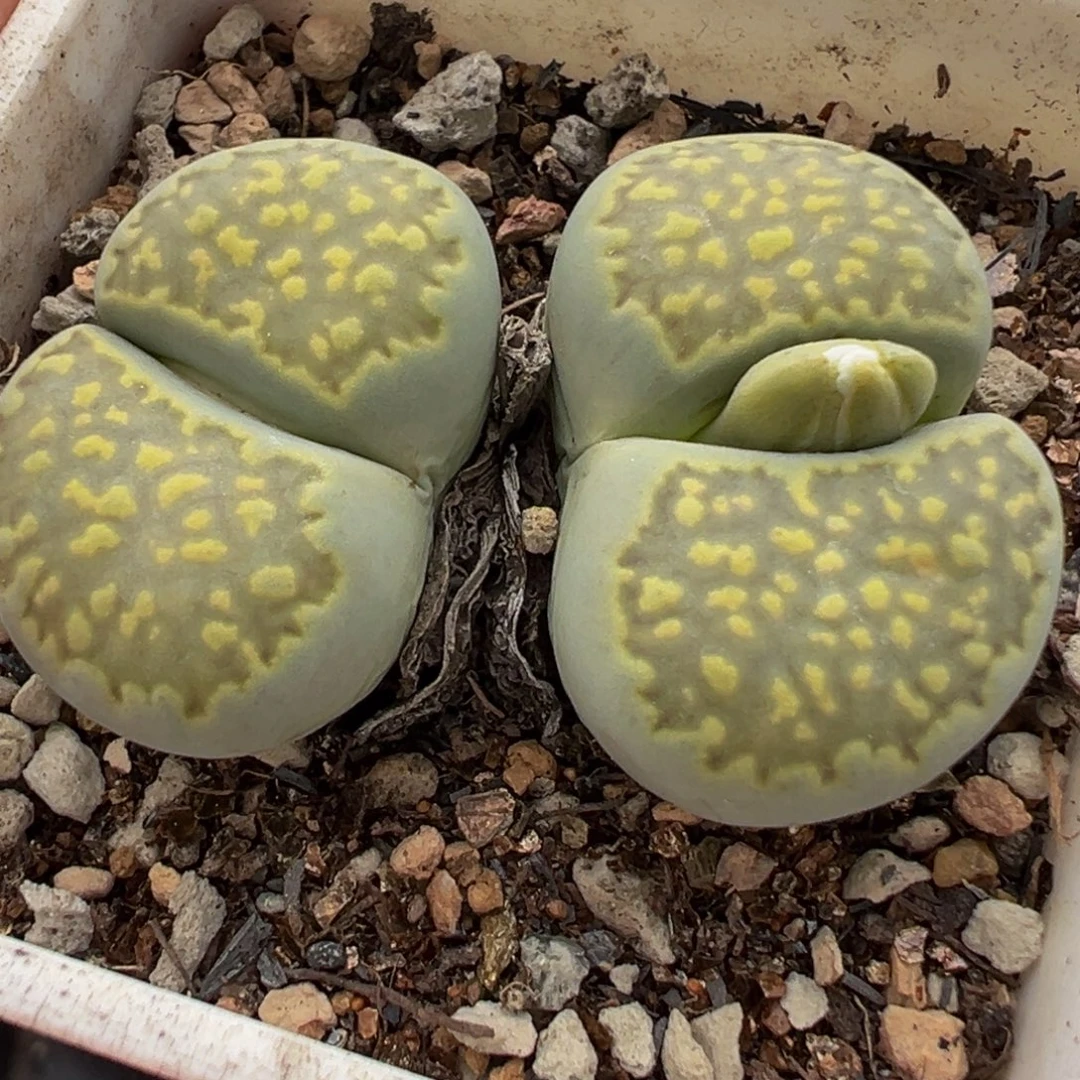 绿饼干多肉植物百科