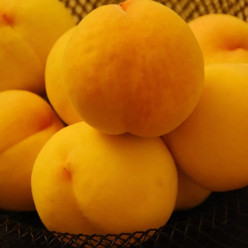 现摘黄金蜜桃应季桃子新鲜水果整箱包邮黄心w