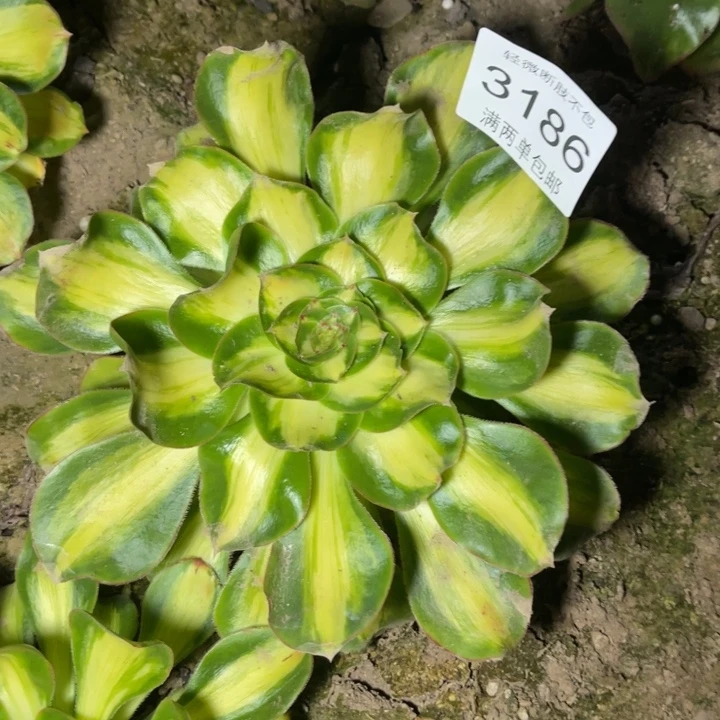 3186暴君的人多肉的