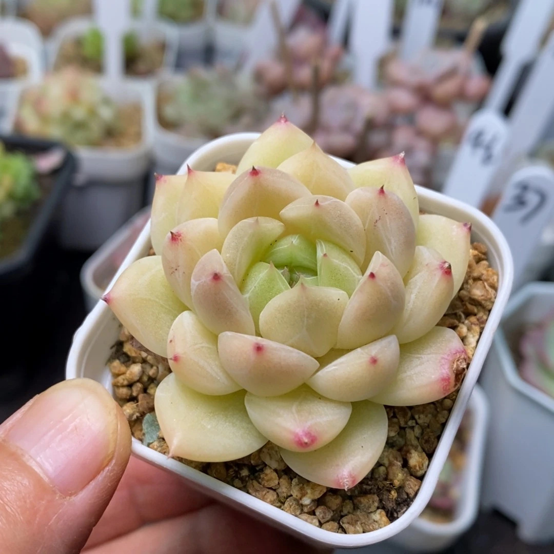 精品多肉一物一拍不包整39