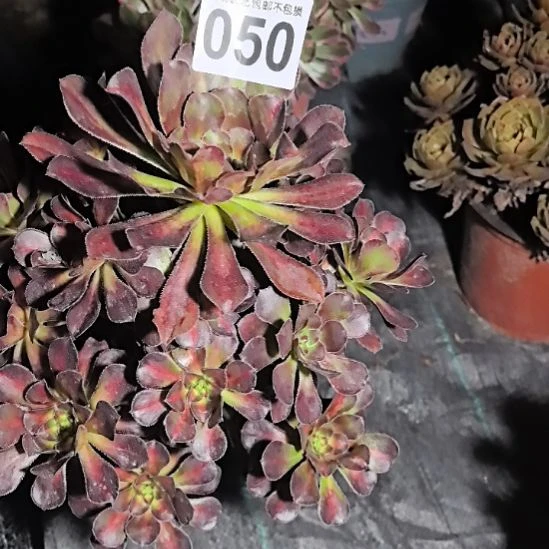 050晚霞花花法师3-26