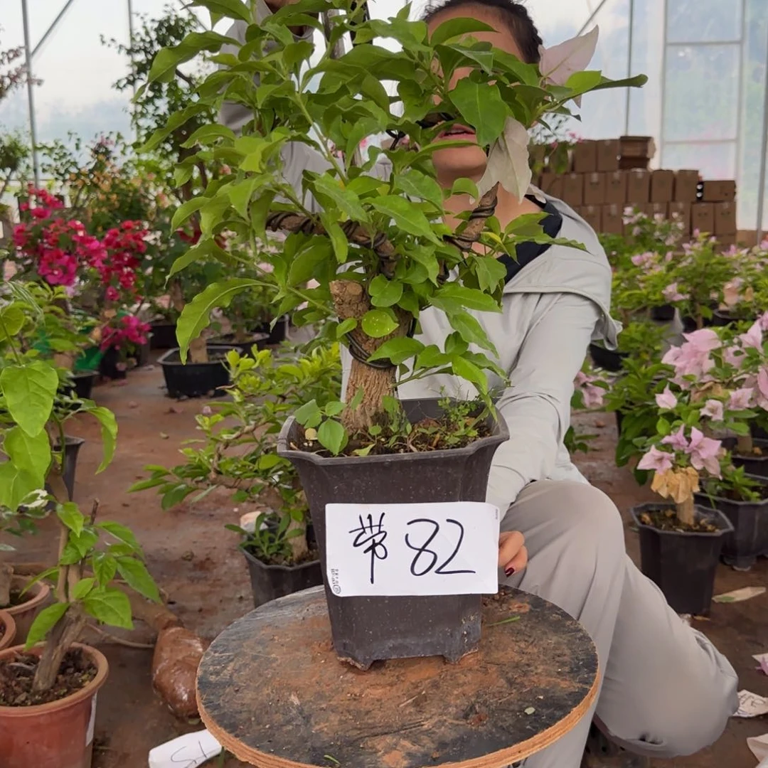 大部分花苞少量开放金夫人 82