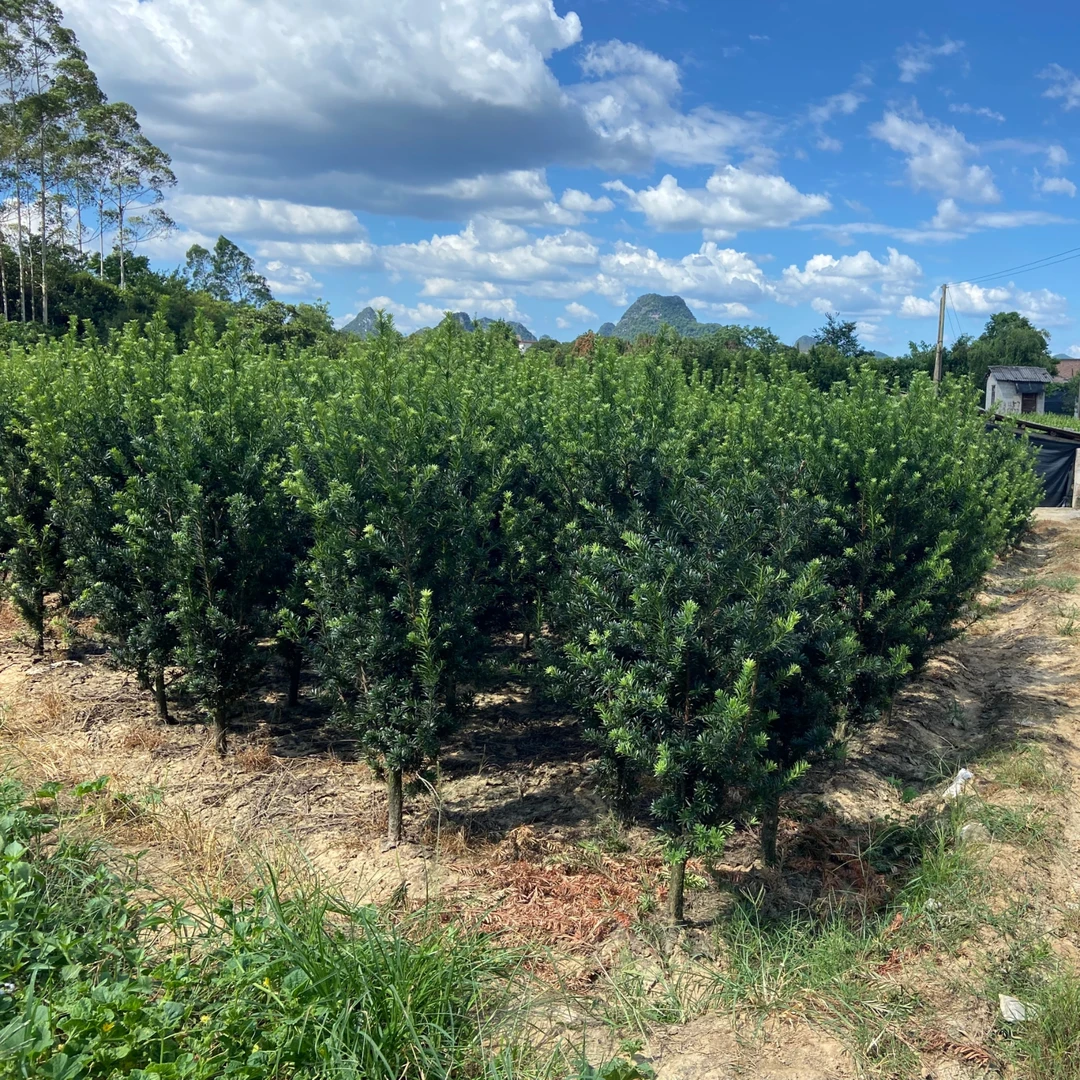 罗汉松庭院树绿植盆栽（直播拍单链接）