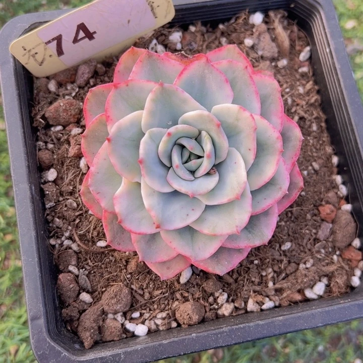 健健康康平平安安