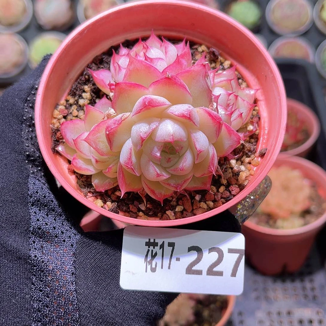 花利美17-227玫瑰仙子