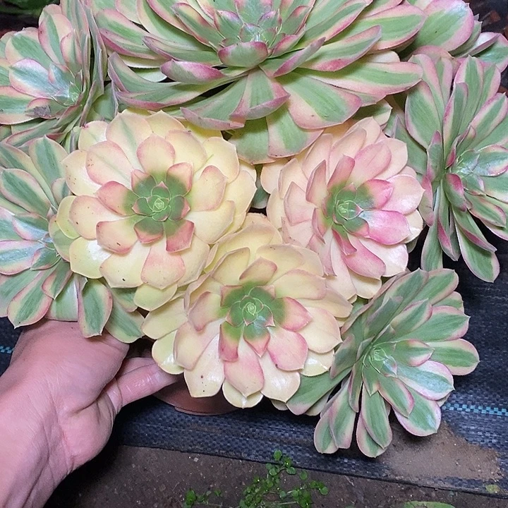 多肉植物保护研究所