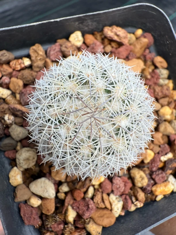 藤荣丸实生仙人球