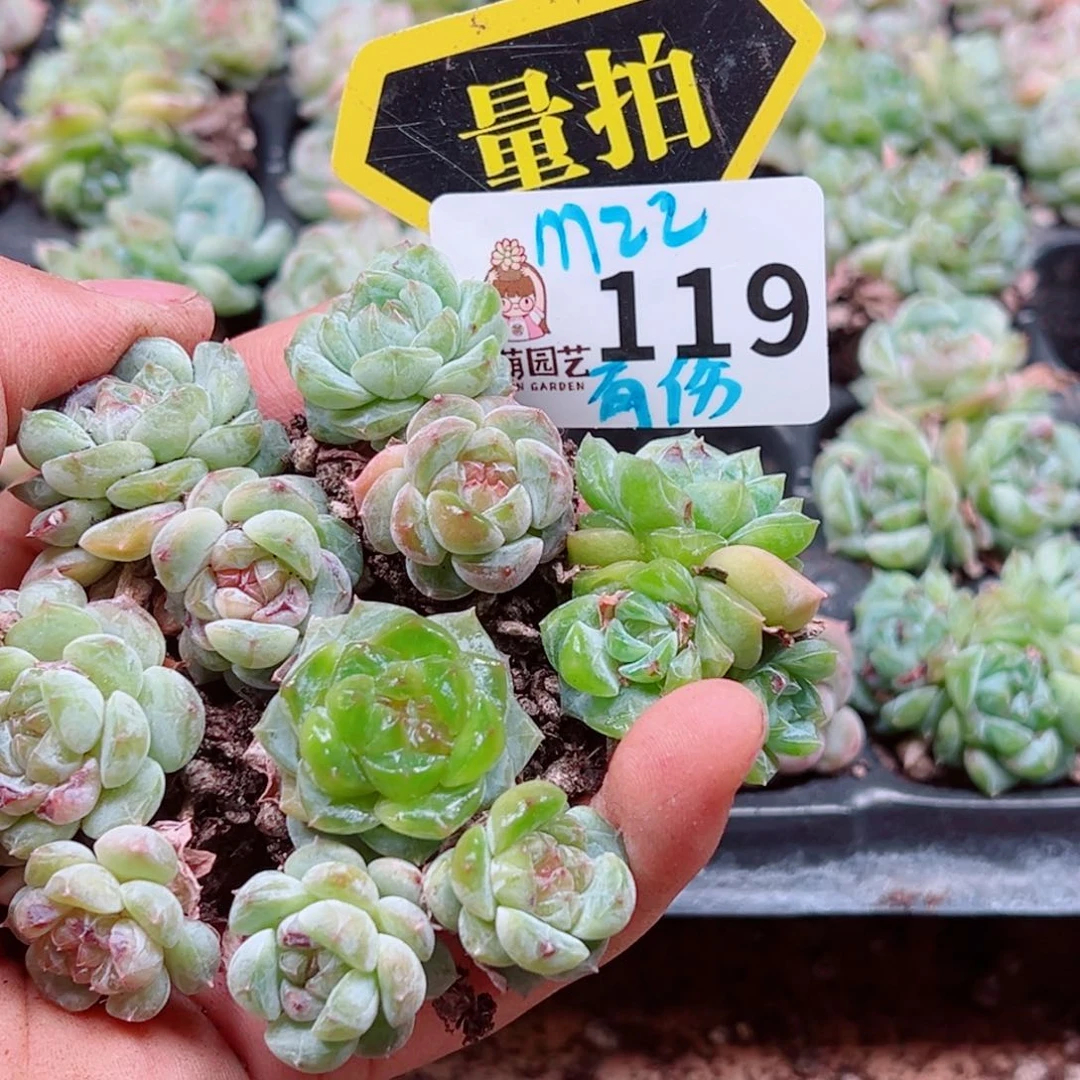 多肉植物多肉植物