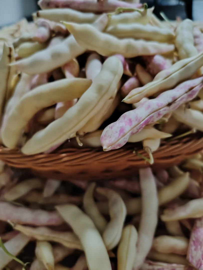 东北头茬黄金沟豆角