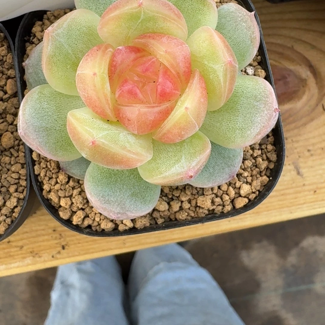 於***我0615-099-追月单头