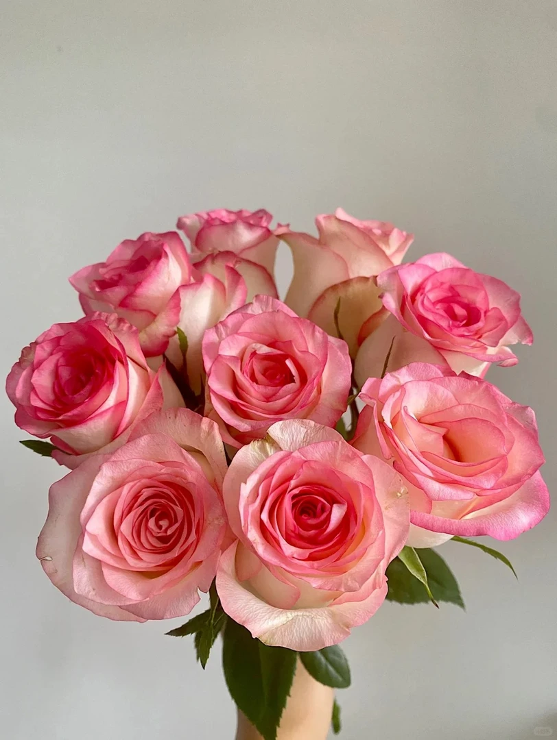 「曼曼」艾莎15只➕5只防损  鲜花任意满两单包邮拒收不售后