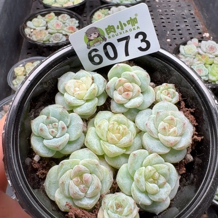 多肉植物多肉植物