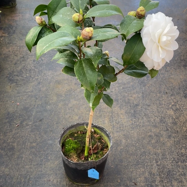 完全开放白雪塔茶花1111