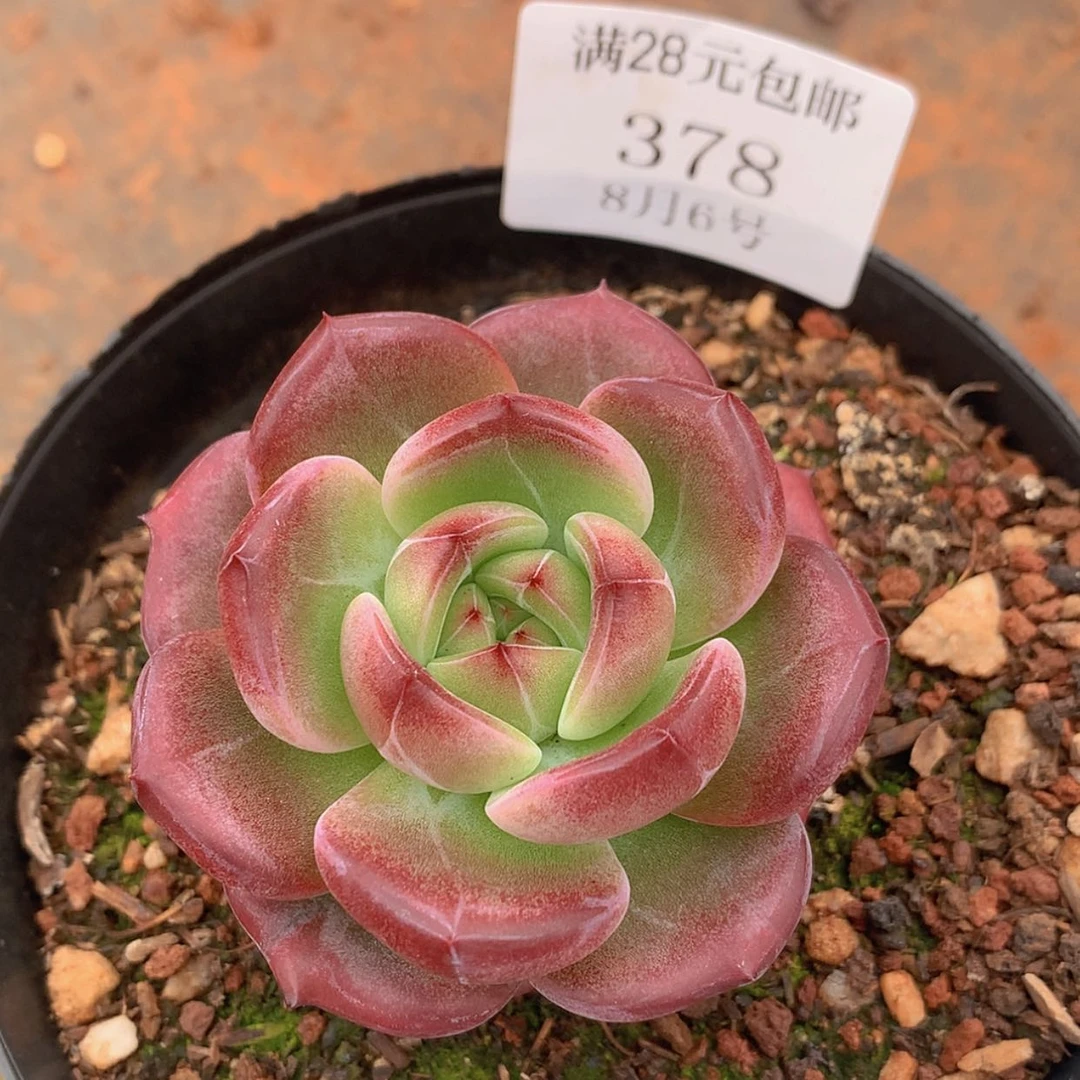 【闪购商品】云378号六厘米