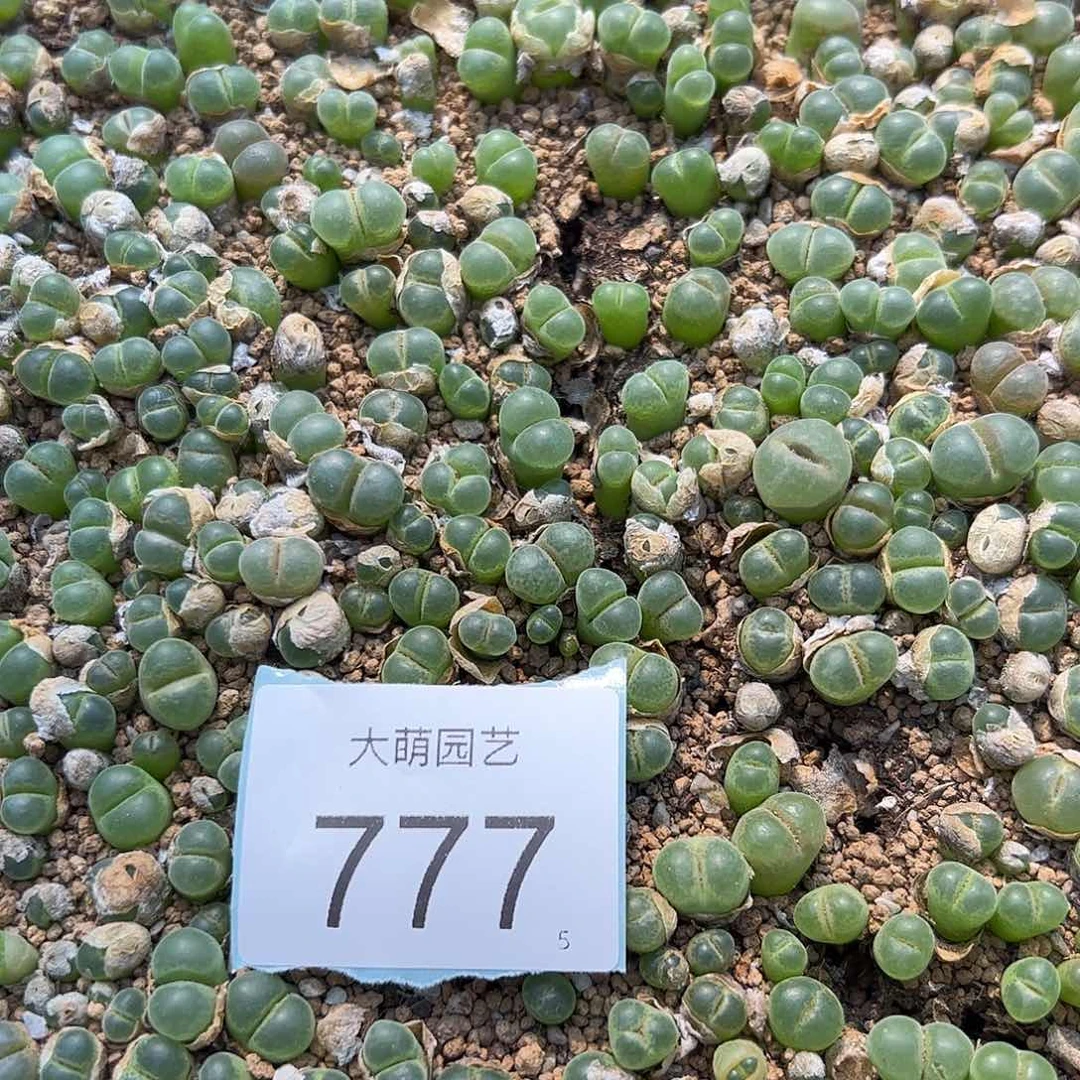 0000777量拍粉女1颗