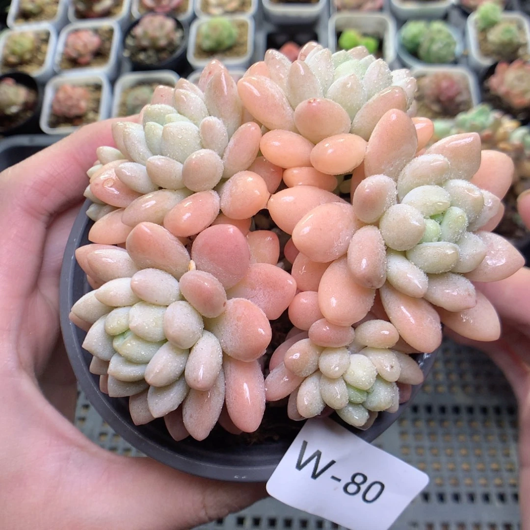 W80y y y y y y y y y y y y