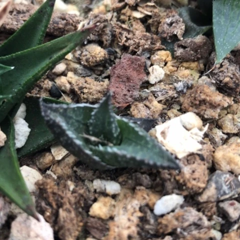 雷鳞多肉植物盆栽