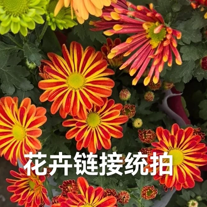 鲜花绿植盆栽统拍链接耐看耐养花期长