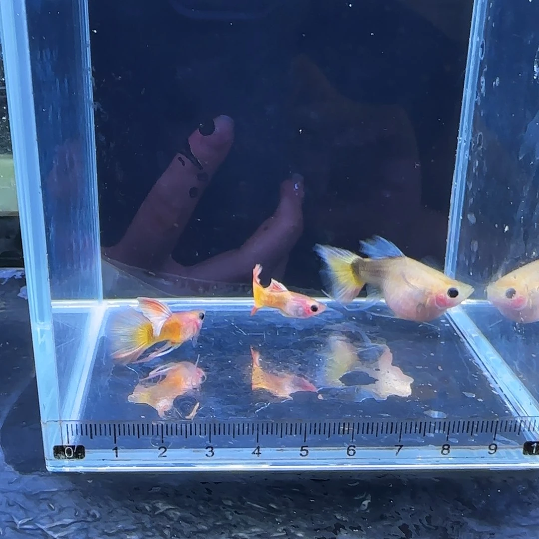 孔雀鱼包缸玻璃猫Ｃ总1对送长公1条