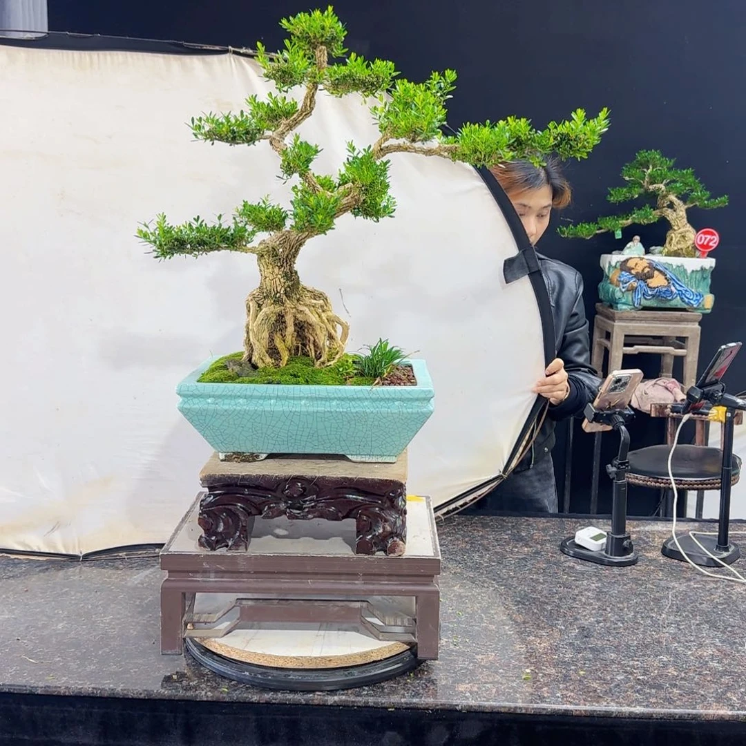 当前无花朵，栽培后可花朵