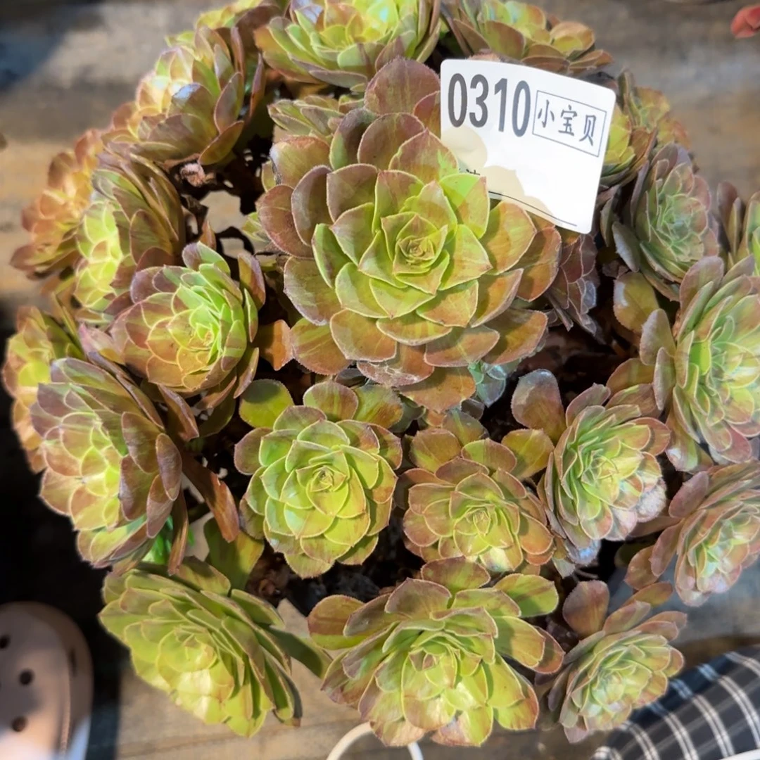 老***羊花月夜多肉0310多肉