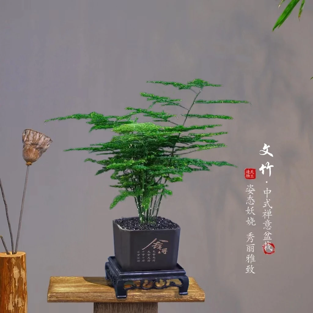 文竹盆栽新中式桌面植物四季常青好养易活室内书房桌面绿植盆景