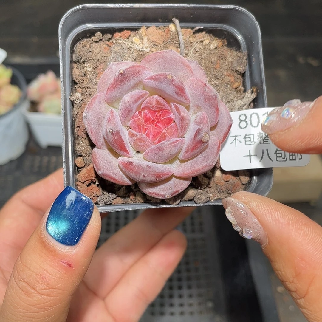8010。 樱花冰魄。