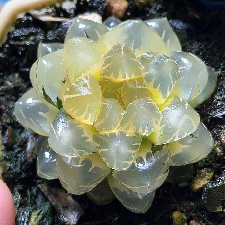 715糊斑灯芯水中月锦特选福利