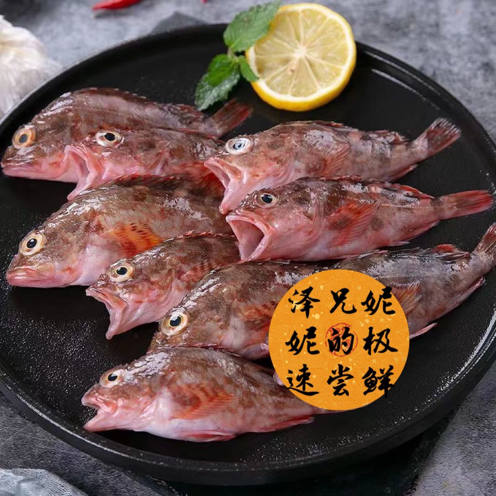 本港野生海捕海鱼石九公  肉嫩鲜 小鱼品种长不大