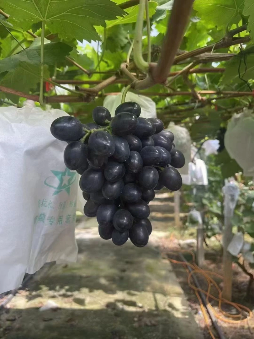 贵州长顺紫王葡萄新鲜采摘顺丰包邮