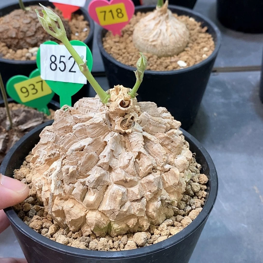 墨西哥龟甲萝摩萝摩