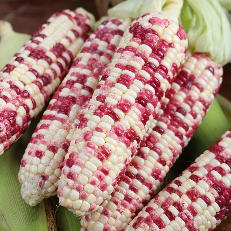 【六根装】花玉米 香香甜甜  低脂代餐 一份六根装