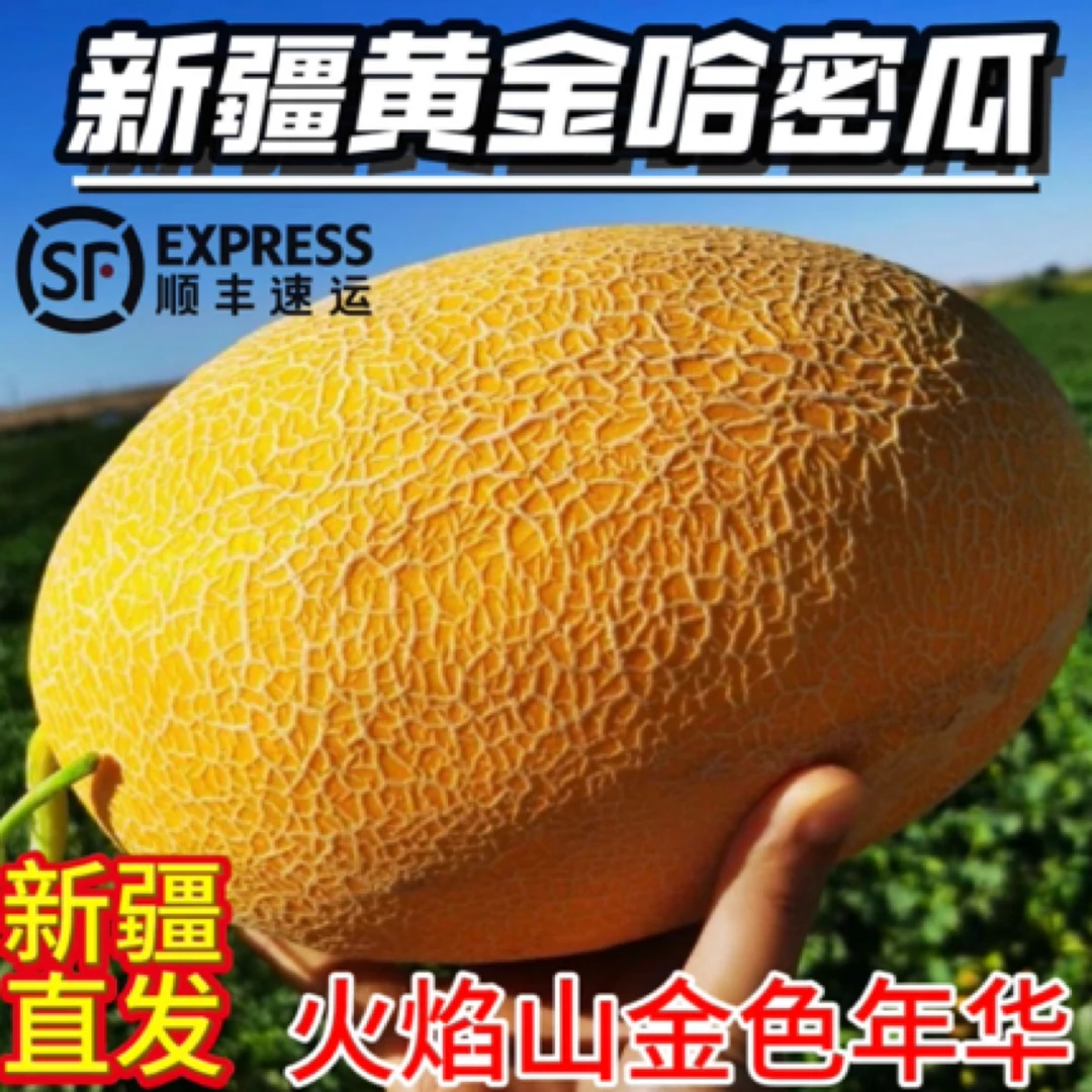 【顺丰包邮】新疆吐鲁番金色年华哈密瓜现摘现发应季新鲜脆甜多汁