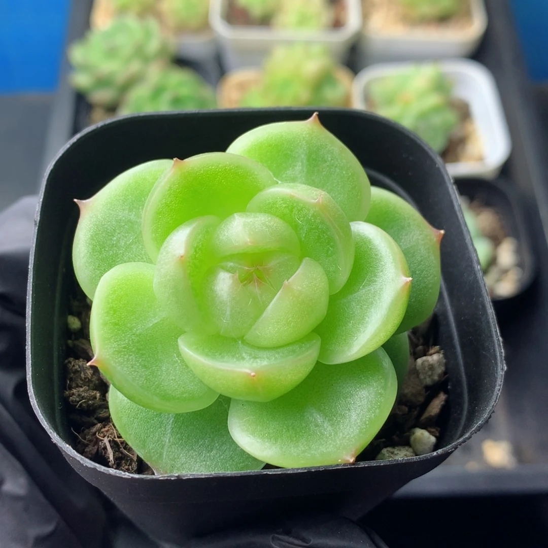 58包邮  群生不包整 32