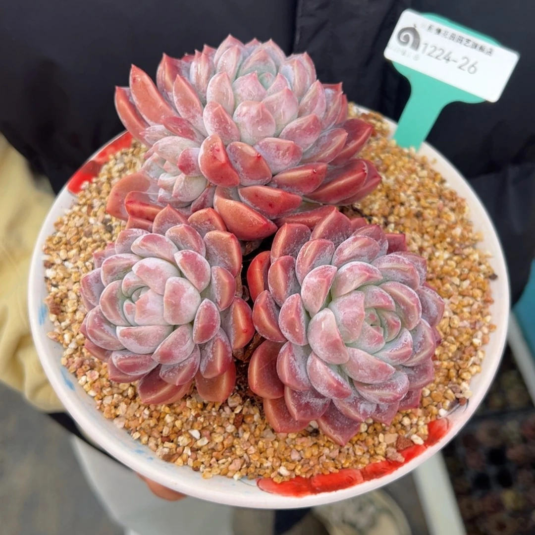 从前慢花园多肉编号1224-26