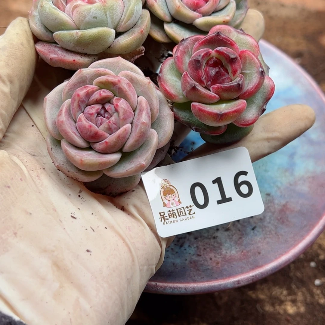 L**n多肉植物多肉植物