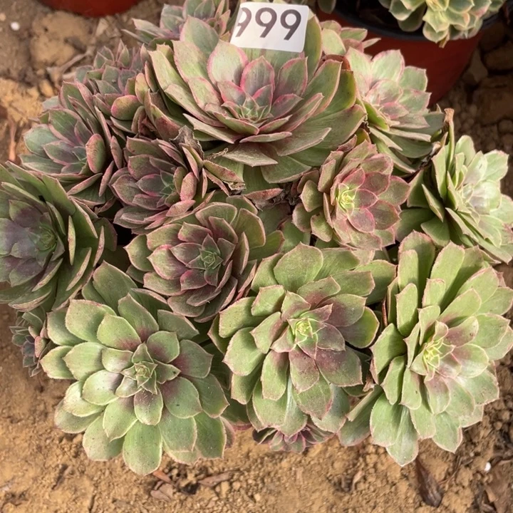 无花朵999多肉植物莲花座