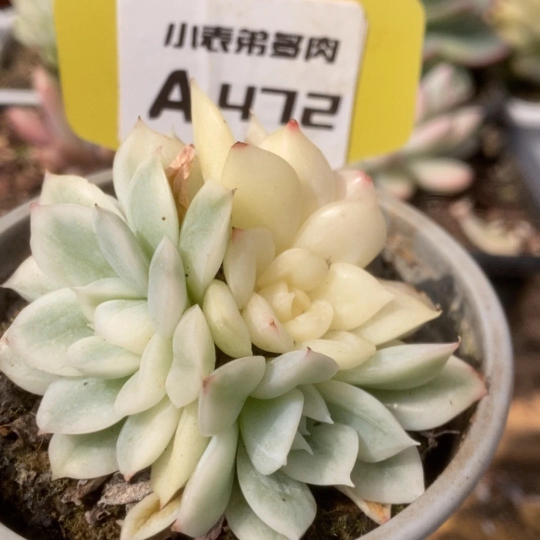 472五头月亮仙子h h h h h