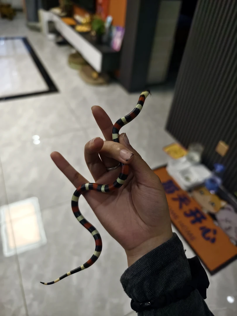 奶蛇爬宠玩具适合喜爱爬宠人群