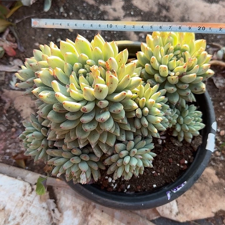 胖丁309 多肉植物一物一拍