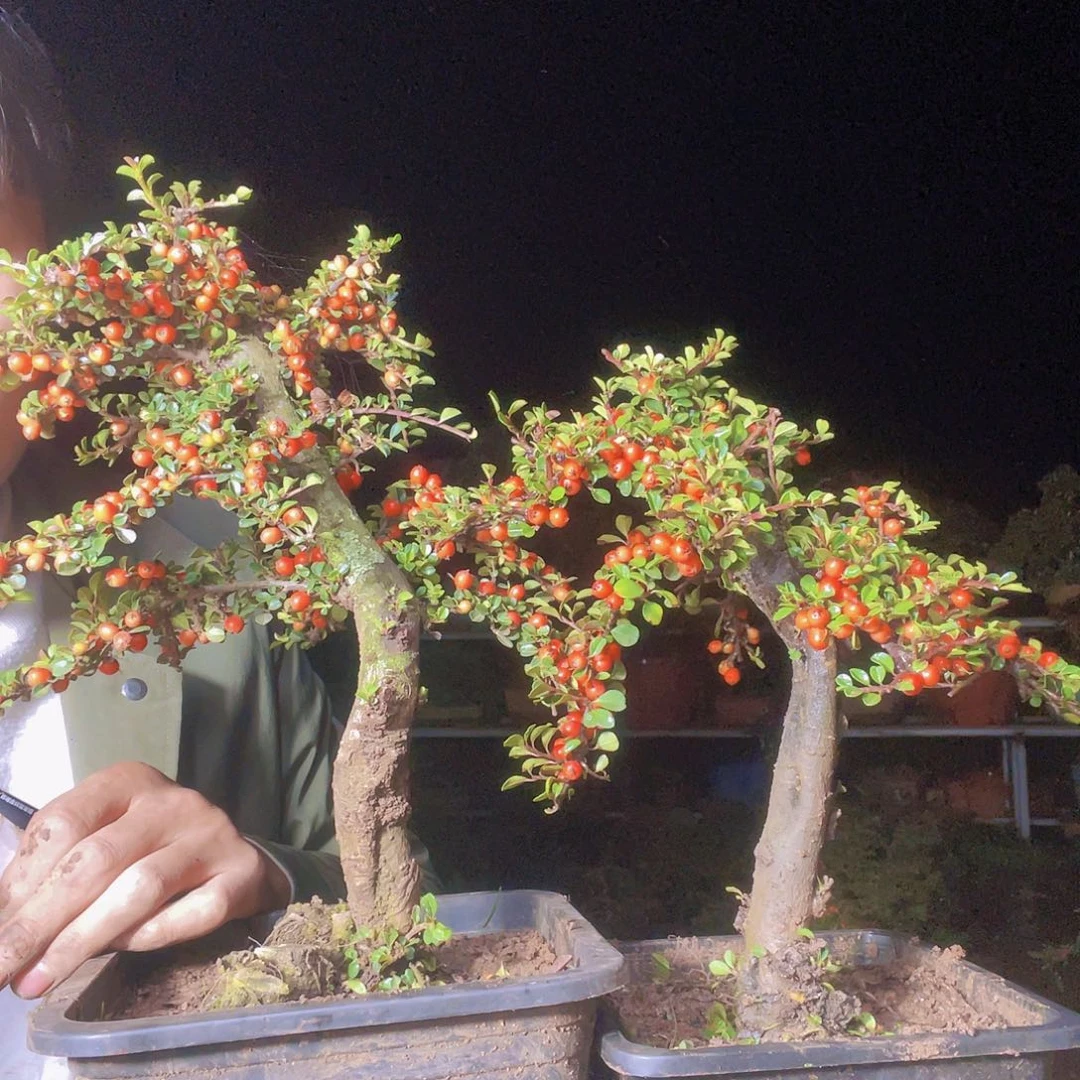 无花朵荀子盆景园区