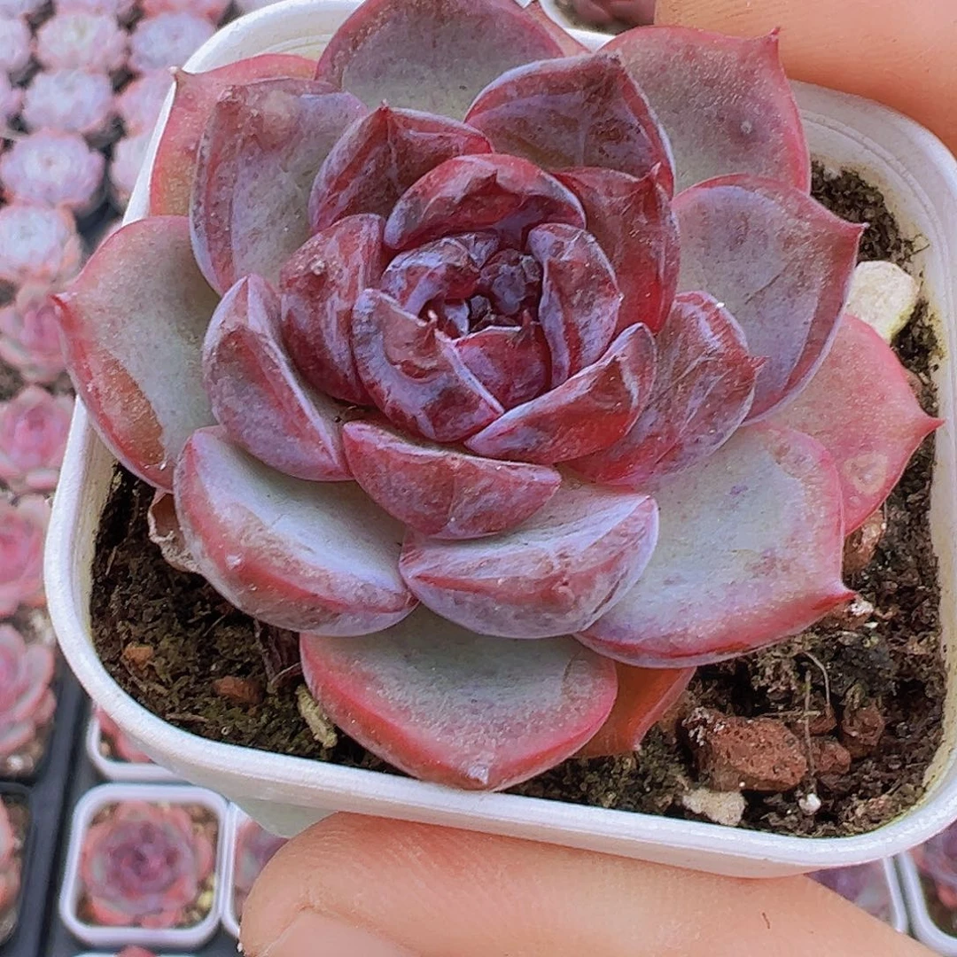 5.5盆黑橙19包邮多肉