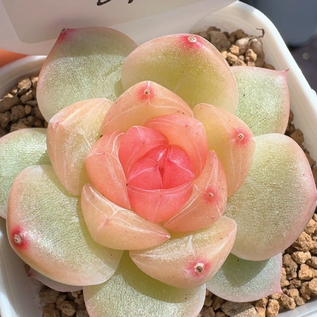 0611-01-追月单头