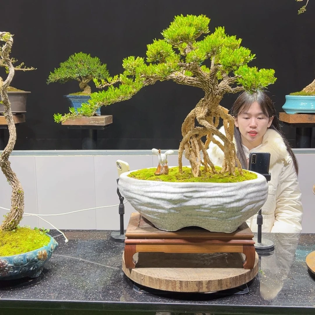 四季常青老桩黄杨盆景