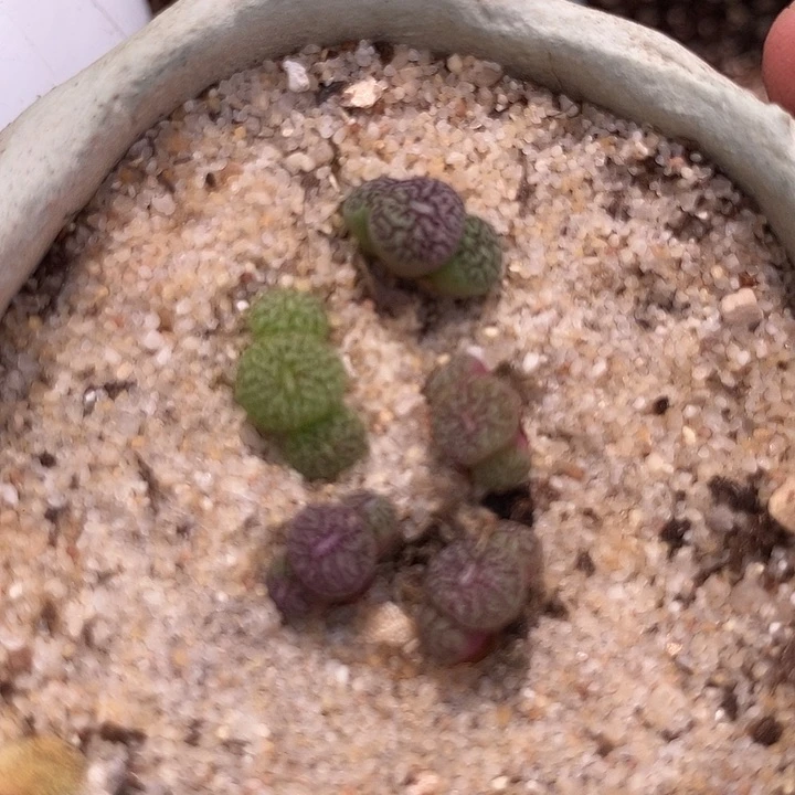 10508墨小锥一颗