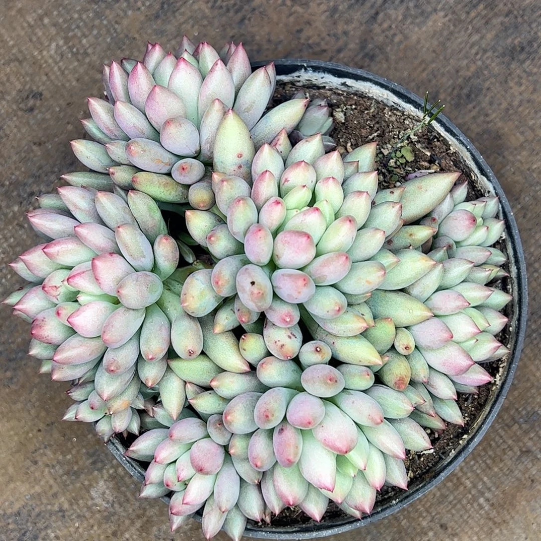 岩字群生，一物一拍