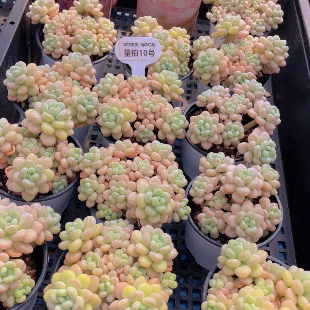 量拍10号洛可可老桩手捧大群生一个