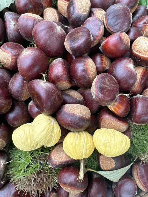 云南高山新鲜红壳板栗粉糯香甜饱满（现摘现发）