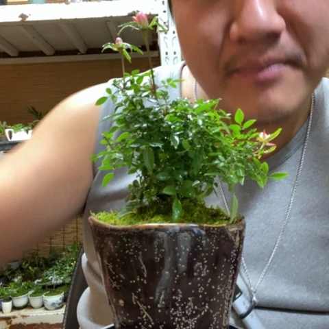 红陶一物一拍所见即所得74