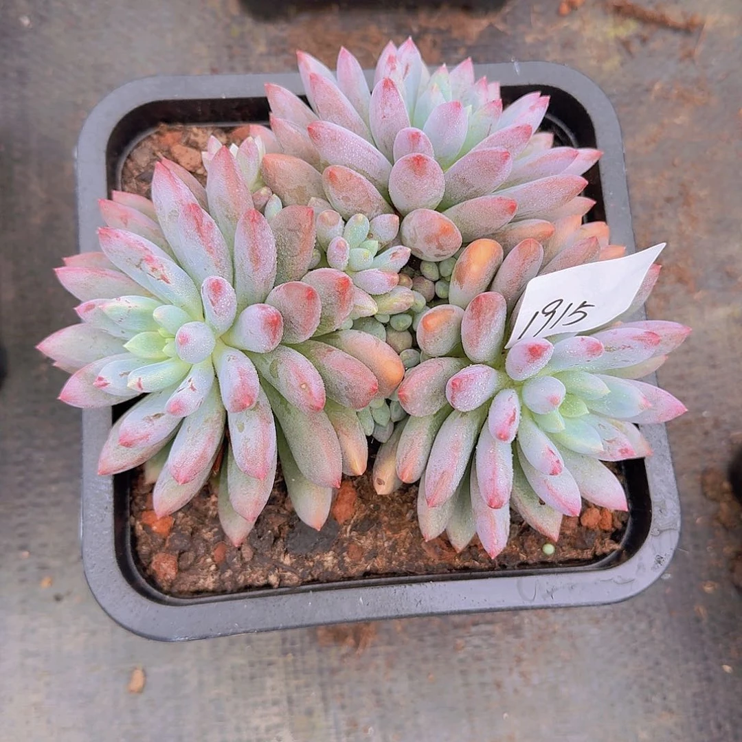 来***张1915蓝精灵多肉植物